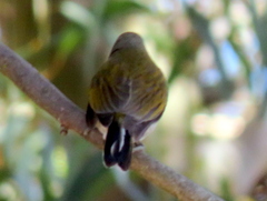 Indicator minor minor