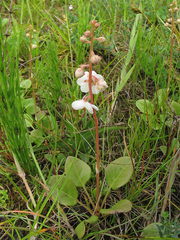 Pyrola rotundifolia maritima