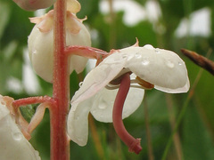 Pyrola rotundifolia maritima