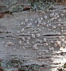 Lecanora subpallens