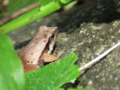 Physalaemus cuvieri