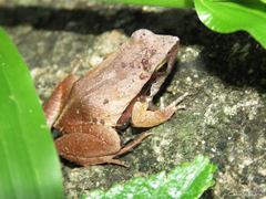 Physalaemus cuvieri