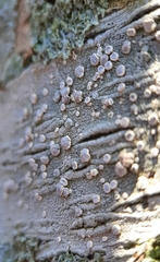 Lecanora subpallens