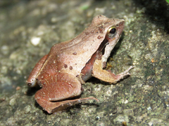 Physalaemus cuvieri