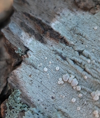 Lecanora subpallens