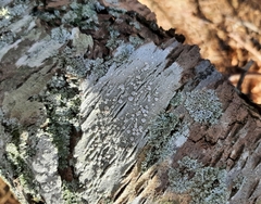 Lecanora subpallens