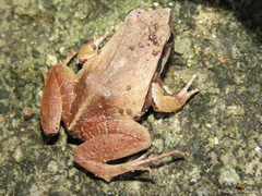 Physalaemus cuvieri