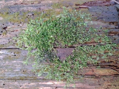 Lophocolea heterophylla