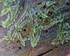 Lophocolea heterophylla