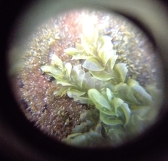 Lophocolea heterophylla