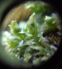 Lophocolea heterophylla