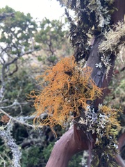 Teloschistes flavicans