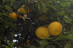 Citrus paridisi
