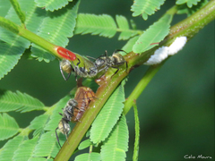 Camponotus arboreus