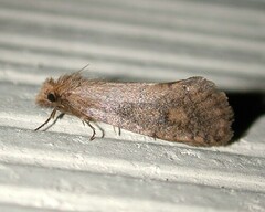 Acrolophus propinqua