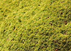 Bolax gummifera