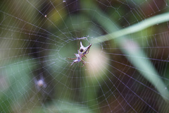 Micrathena