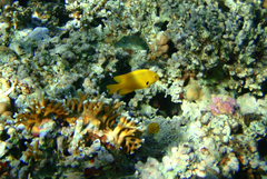 Pomacentrus sulfureus