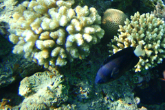 Pomacentrus trichrourus