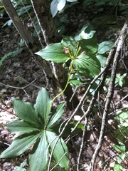 Medeola virginiana