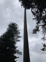 Cryptomeria japonica