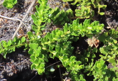 Baccharis magellanica