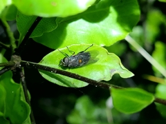 Helophilus hochstetteri