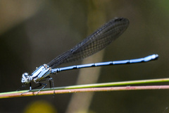 Argia medullaris