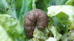 Pseudorthodes vecors