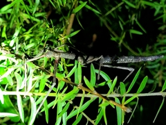 Argosarchus horridus