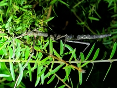 Argosarchus horridus
