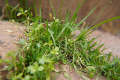 Poa