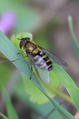 Syrphus