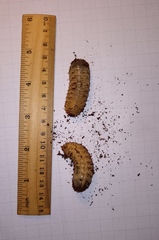 Oryctes nasicornis