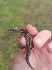 Podarcis guadarramae guadarramae