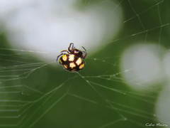 Hypognatha