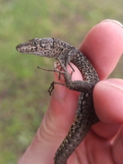 Podarcis guadarramae guadarramae