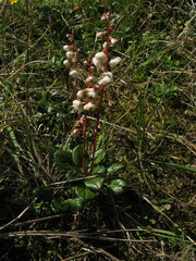 Pyrola rotundifolia maritima