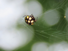Hypognatha
