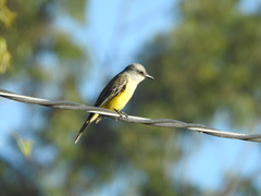Tyrannus