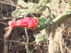 Opuntia karwinskiana