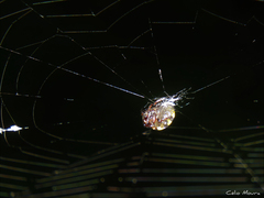 Hypognatha