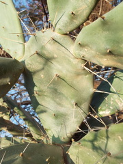 Opuntia karwinskiana