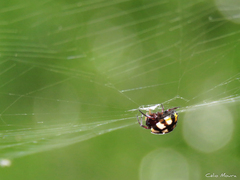 Hypognatha