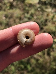 Aegopis gemonensis