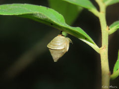 Charaxinae