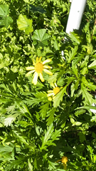 Euryops pectinatus