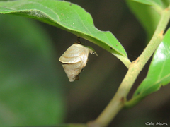 Charaxinae