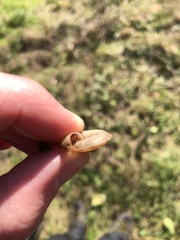 Aegopis gemonensis
