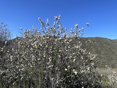 Ceanothus crassifolius